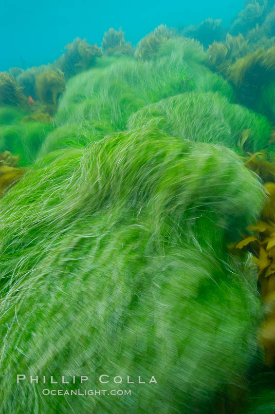 Surf grass on the rocky reef -- appearing blurred in this time exposure -- is tossed back and forth by powerful ocean waves passing by above.  San Clemente Island. California, USA, Phyllospadix, natural history stock photograph, photo id 10265