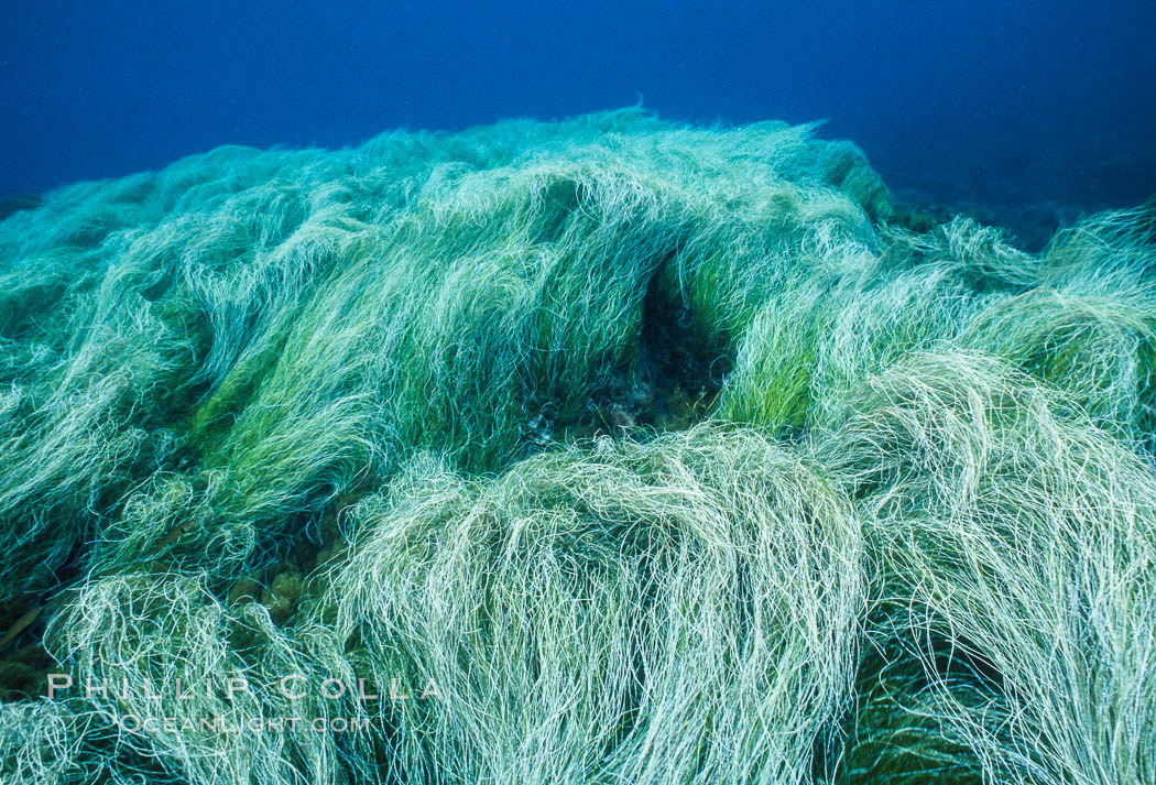 Surfgrass. Guadalupe Island (Isla Guadalupe), Baja California, Mexico, Phyllospadix, natural history stock photograph, photo id 03718