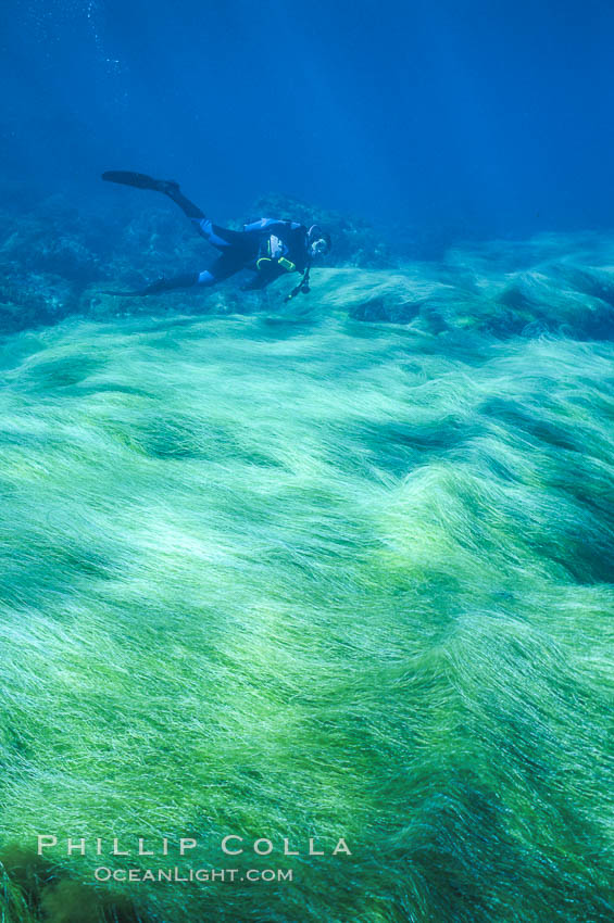 SCUBA diver swims over enormous field of phyllospadix surfgrass at Guadalupe Island. Guadalupe Island (Isla Guadalupe), Baja California, Mexico, Phyllospadix, natural history stock photograph, photo id 03736