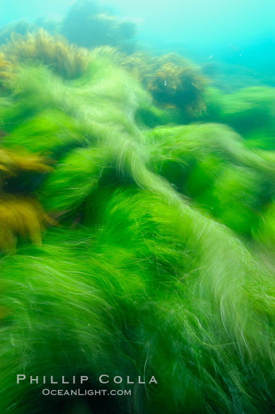 Surf grass on the rocky reef -- appearing blurred in this time exposure -- is tossed back and forth by powerful ocean waves passing by above. San Clemente Island, Phyllospadix