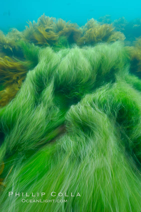 Surf grass on the rocky reef -- appearing blurred in this time exposure -- is tossed back and forth by powerful ocean waves passing by above.  San Clemente Island. California, USA, Phyllospadix, natural history stock photograph, photo id 10239