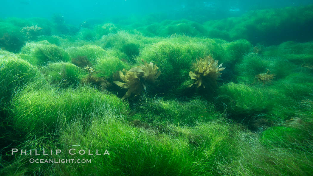 Surfgrass (Phyllospadix), shallow water, San Clemente Island. California, USA, Phyllospadix, natural history stock photograph, photo id 30886