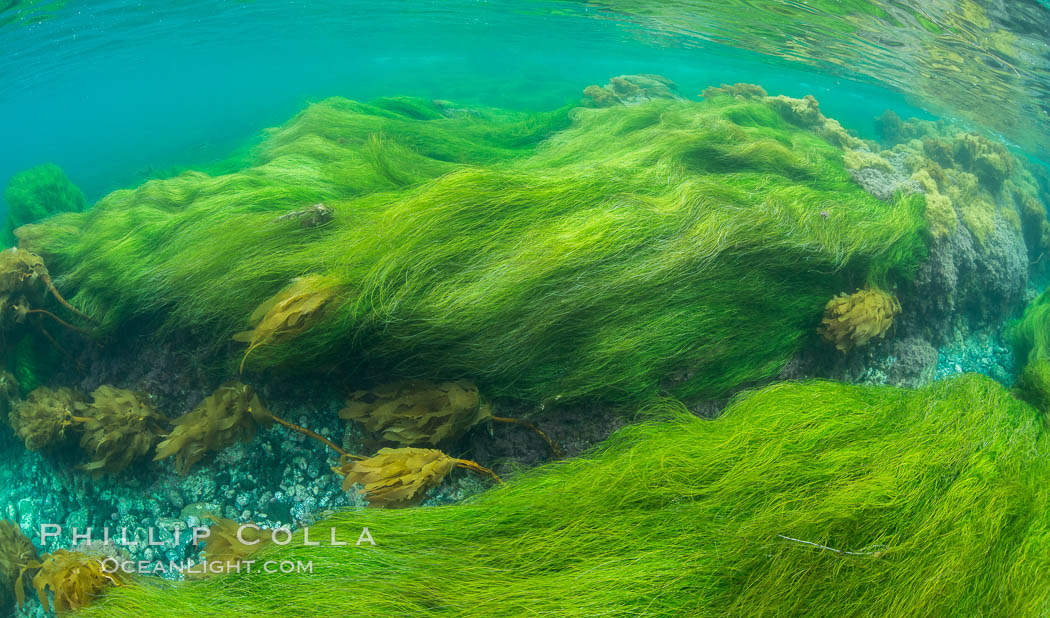 Surfgrass (Phyllospadix), shallow water, San Clemente Island. California, USA, Phyllospadix, natural history stock photograph, photo id 30950