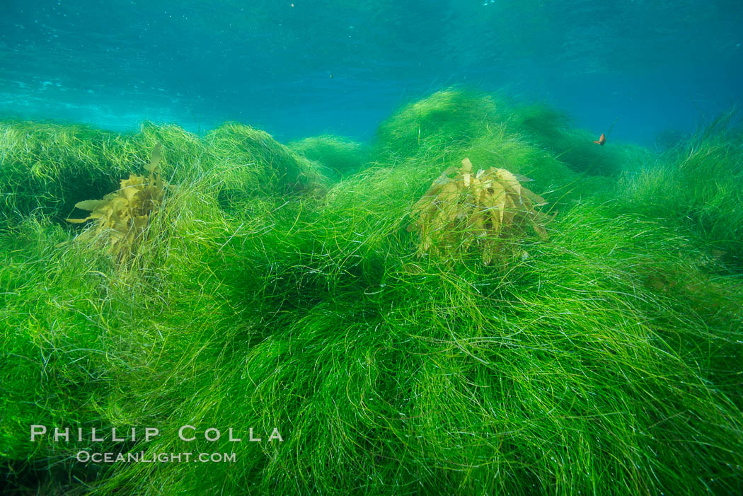 Surfgrass (Phyllospadix), shallow water, San Clemente Island. California, USA, Phyllospadix, natural history stock photograph, photo id 30883