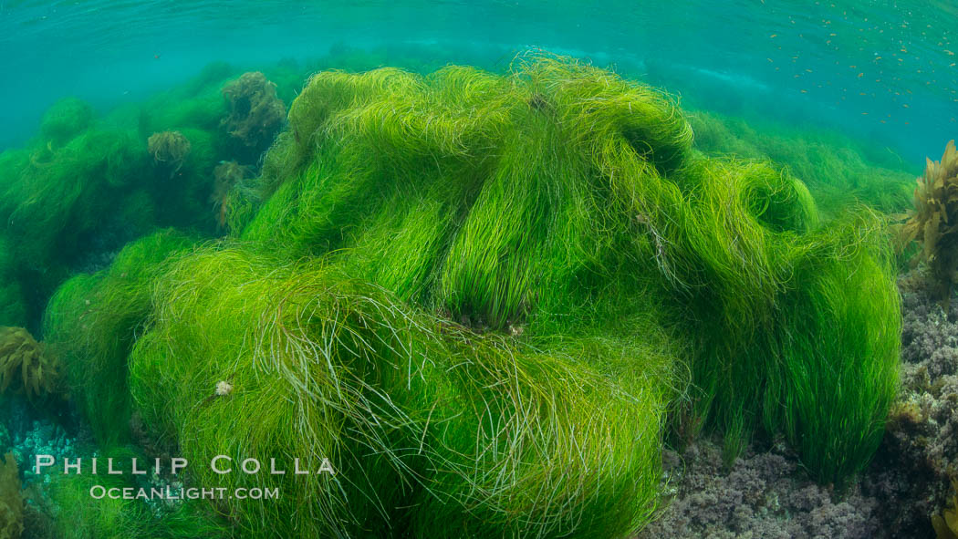 Surfgrass (Phyllospadix), shallow water, San Clemente Island. California, USA, Phyllospadix, natural history stock photograph, photo id 30943