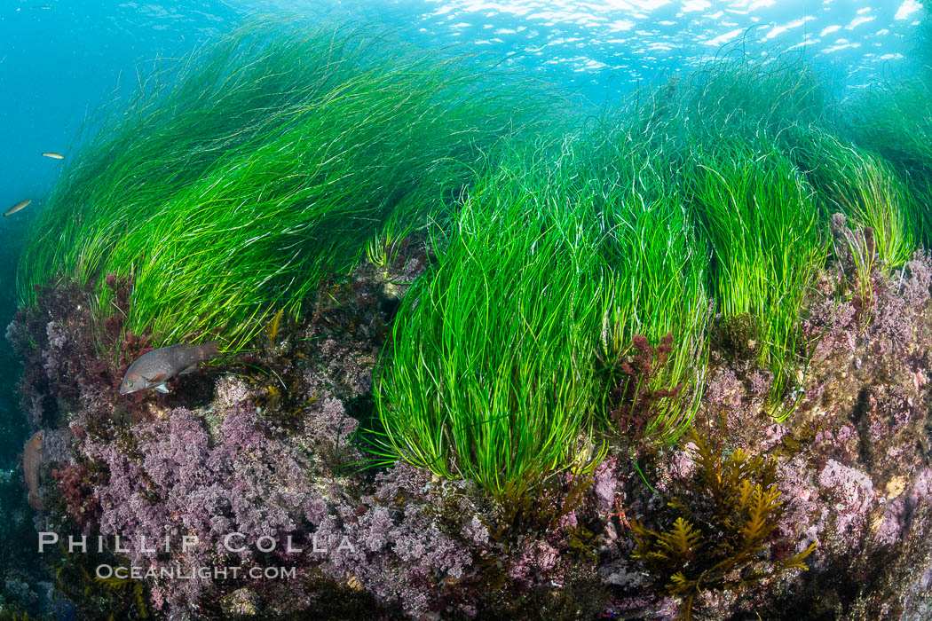 Surfgrass (Phyllospadix), moving with waves in shallow water, San Clemente Island. California, USA, Phyllospadix, natural history stock photograph, photo id 37061
