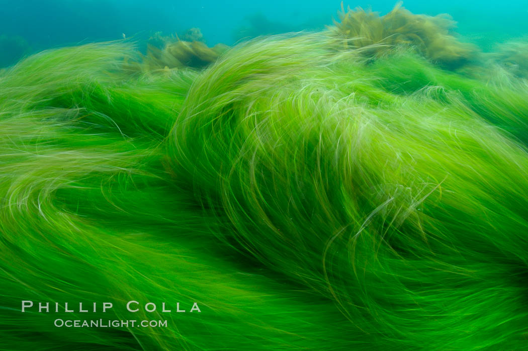Surf grass on the rocky reef -- appearing blurred in this time exposure -- is tossed back and forth by powerful ocean waves passing by above. San Clemente Island, Phyllospadix