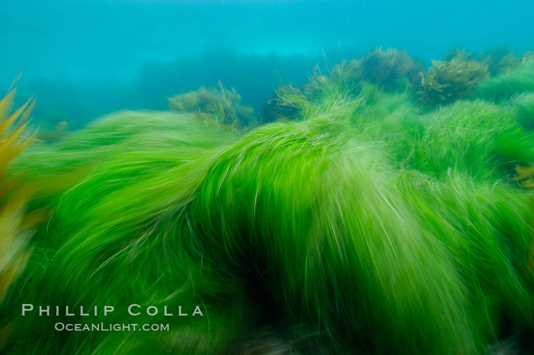 Surf grass on the rocky reef -- appearing blurred in this time exposure -- is tossed back and forth by powerful ocean waves passing by above.  San Clemente Island. California, USA, Phyllospadix, natural history stock photograph, photo id 10249