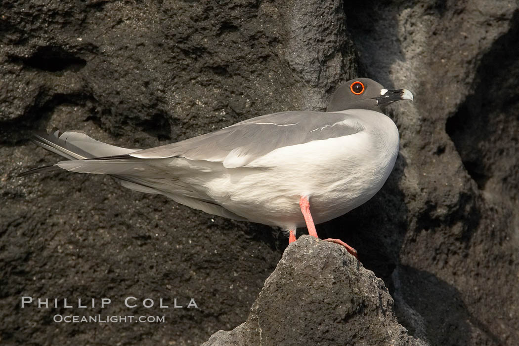 Swallow-tailed gull. Wolf Island, Galapagos Islands, Ecuador, Creagrus furcata, natural history stock photograph, photo id 16593