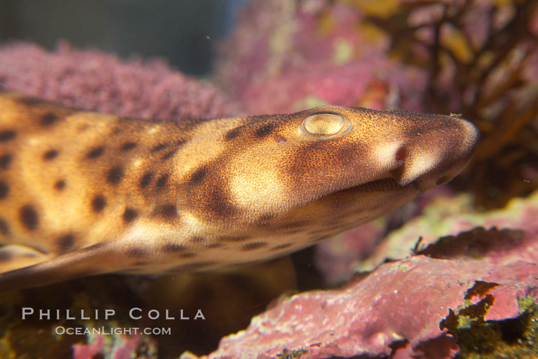 Juvenile swell shark., Cephaloscyllium ventriosum, natural history stock photograph, photo id 14494