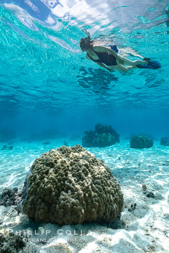 Swimmer over coral head in warm clear waters of Moorea lagoon, French Polynesia., natural history stock photograph, photo id 40669