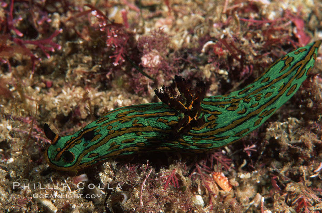 Nudibranch. San Benito Islands (Islas San Benito), Baja California, Mexico, Tambja fusca, natural history stock photograph, photo id 04595