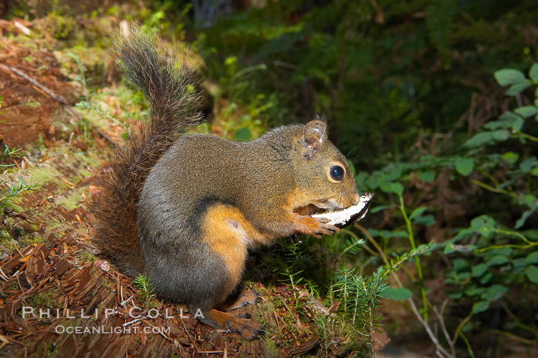 Douglas squirrel, a common rodent in coniferous forests in western North American, eats a mushroom, Hoh rainforest. Hoh Rainforest, Olympic National Park, Washington, USA, Tamiasciurus douglasii, natural history stock photograph, photo id 13778