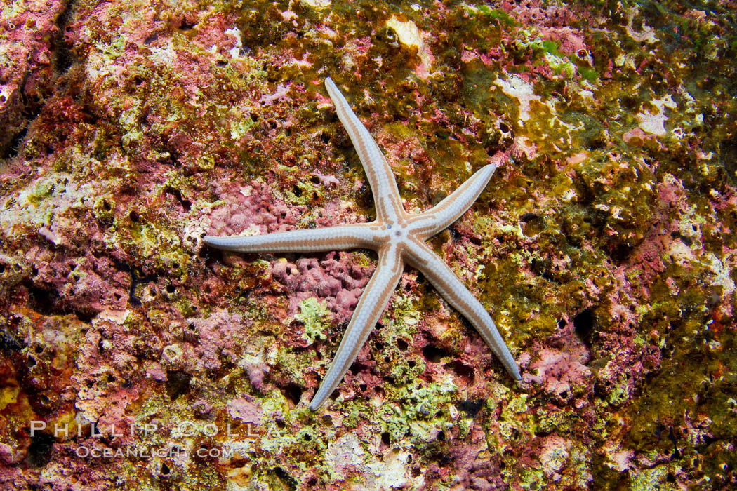 Tan sea star, Sea of Cortez. Baja California, Mexico, Phataria unifascialis, natural history stock photograph, photo id 27536