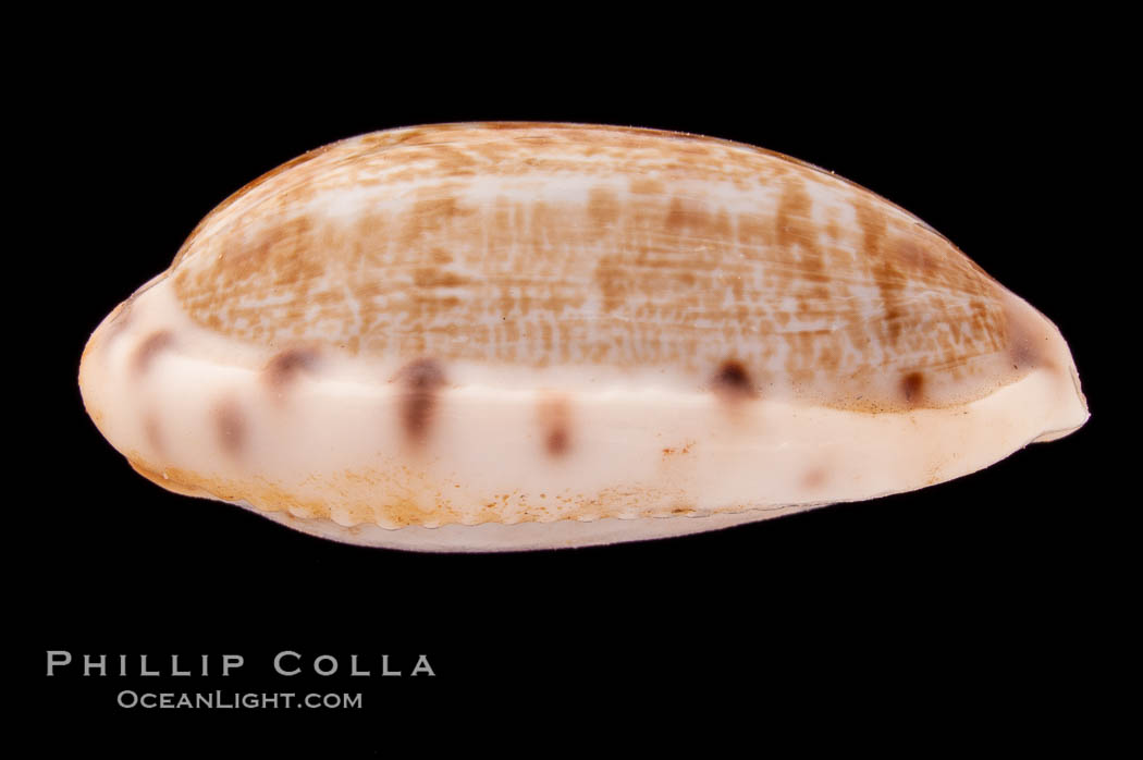Tapering Cowrie., Cypraea teres, natural history stock photograph, photo id 08383