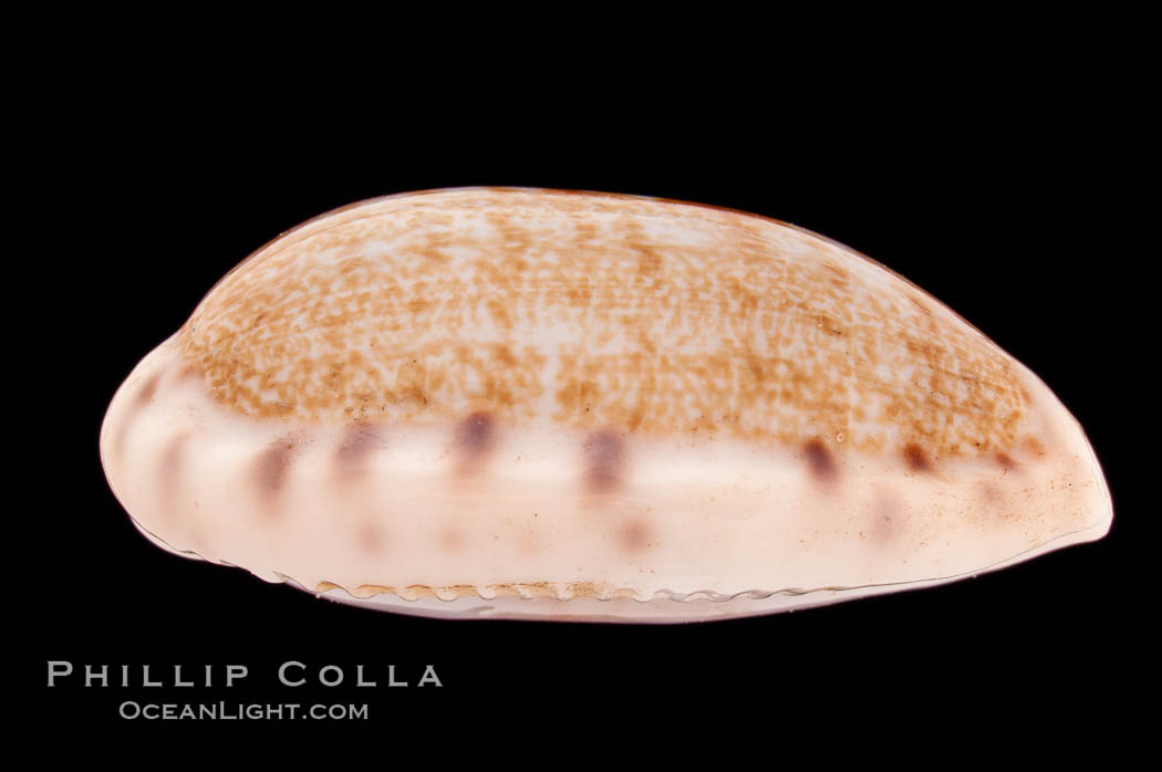 Tapering Cowrie., Cypraea teres, natural history stock photograph, photo id 08559