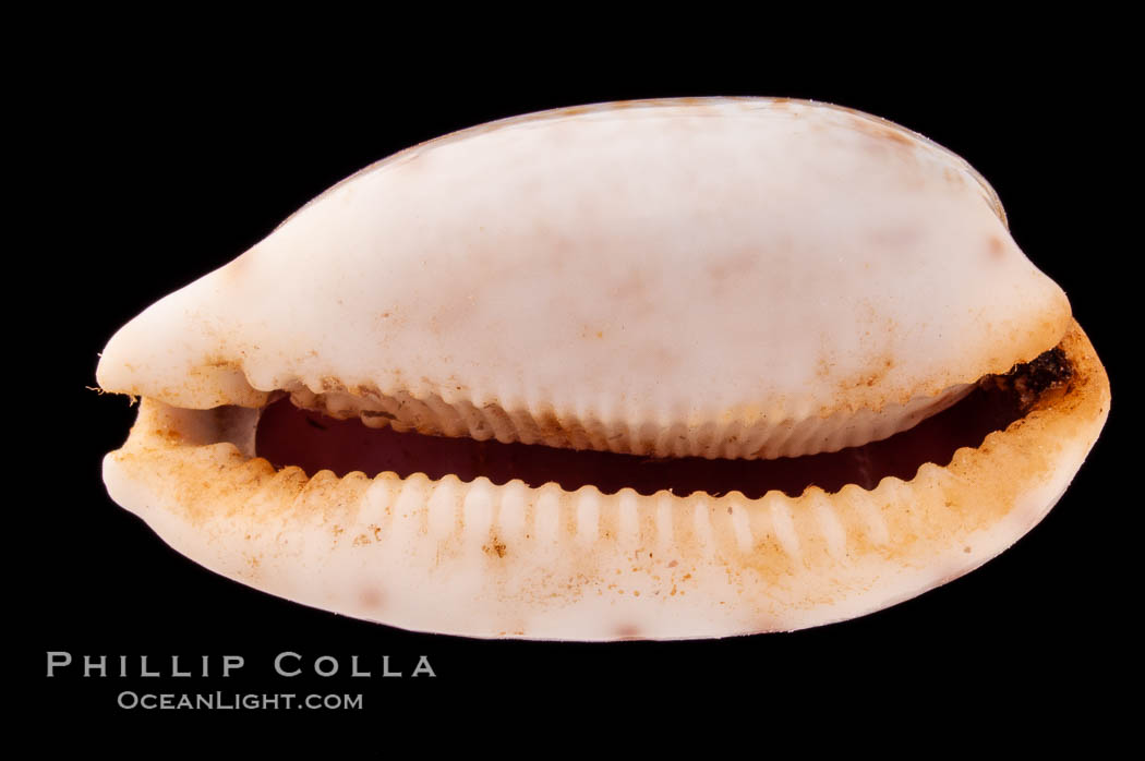 Tapering Cowrie., Cypraea teres, natural history stock photograph, photo id 08382