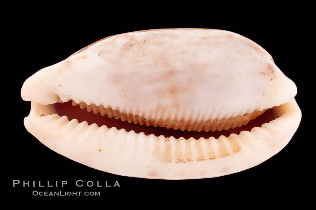 Tapering Cowrie., Cypraea teres, natural history stock photograph, photo id 08558