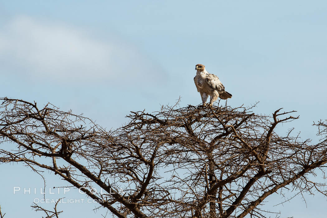 Tawny eagle in molt, Meru National Park, Kenya., Aquila rapax, natural history stock photograph, photo id 29714