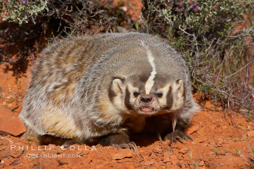 American badger.  Badgers are found primarily in the great plains region of North America. Badgers prefer to live in dry, open grasslands, fields, and pastures., Taxidea taxus, natural history stock photograph, photo id 12050