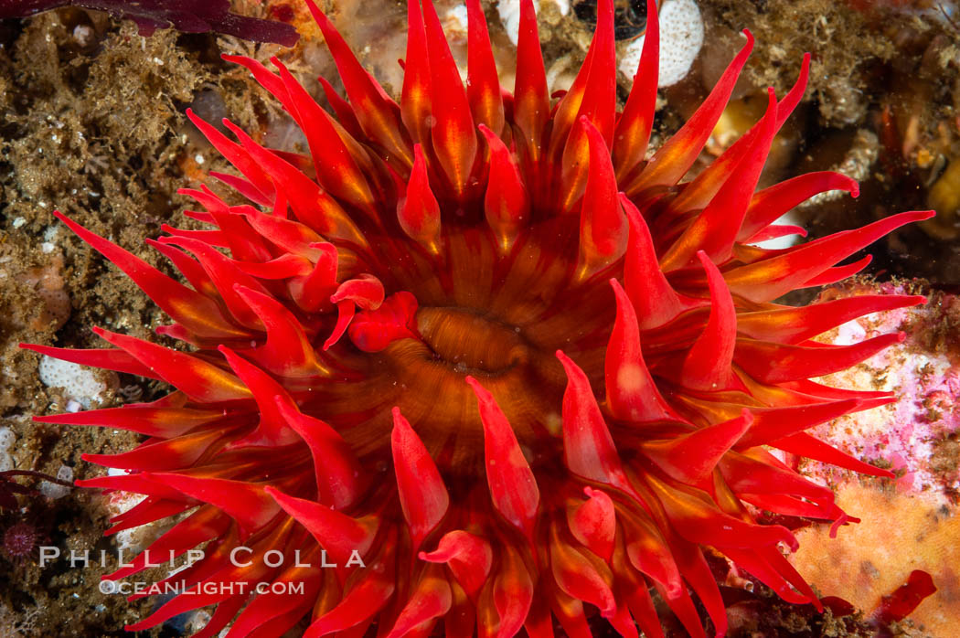 White-spotted rose anemone. Santa Barbara Island, California, USA, Urticina lofotensis, natural history stock photograph, photo id 10149