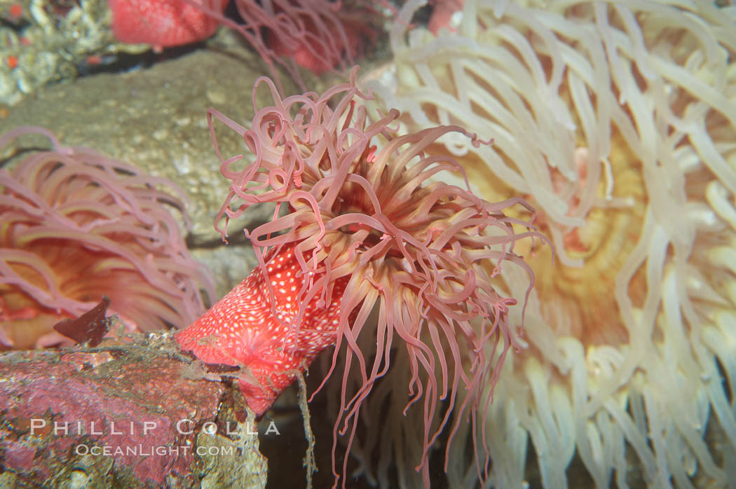 Beaded anemone., Urticina lofotensis, natural history stock photograph, photo id 11767