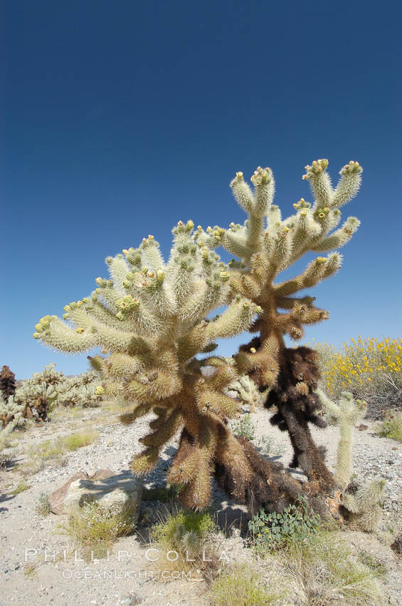 Teddy-Bear cholla is covered with dense spines. Pieces of this species easily detach and painfully attach to the skin of distracted passers-by. Joshua Tree National Park, California, USA, Opuntia bigelovii, natural history stock photograph, photo id 09122