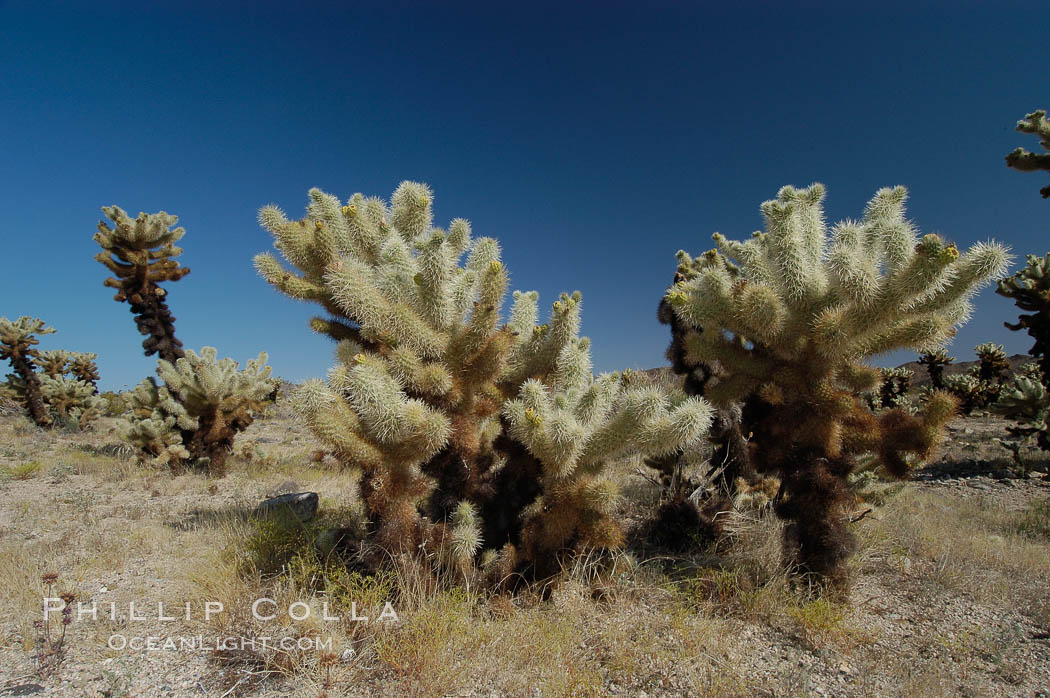 A small forest of Teddy-Bear chollas is found in Joshua Tree National Park. Although this plant carries a lighthearted name, its armorment is most serious. California, USA, Opuntia bigelovii, natural history stock photograph, photo id 09142