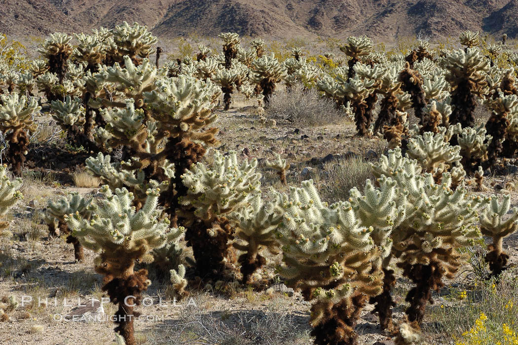 A small forest of Teddy-Bear chollas is found in Joshua Tree National Park. Although this plant carries a lighthearted name, its armorment is most serious. California, USA, Opuntia bigelovii, natural history stock photograph, photo id 09128