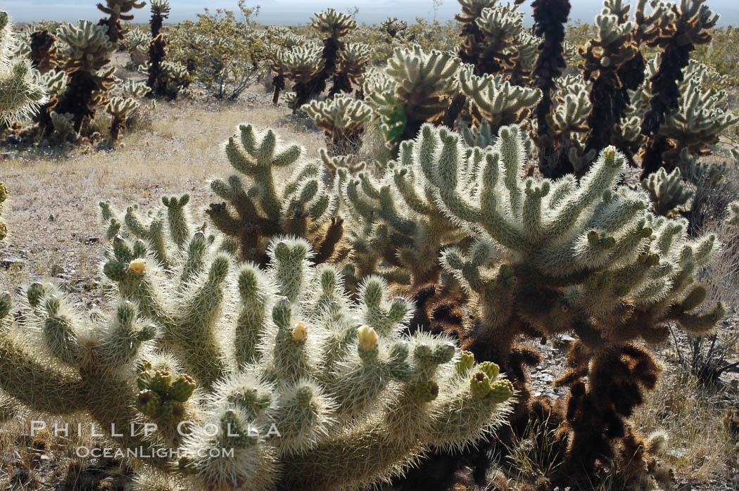 The Teddy-Bear chollas dense array of spines is clearly apparent. Joshua Tree National Park, California, USA, Opuntia bigelovii, natural history stock photograph, photo id 09136