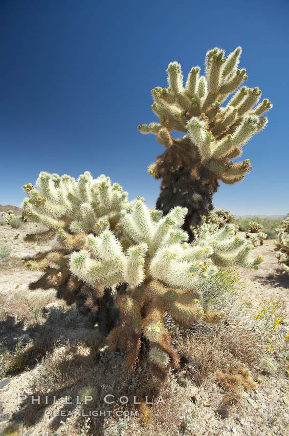 Teddy-Bear cholla cactus. This species is covered with dense spines and pieces easily detach and painfully attach to the skin of distracted passers-by. Joshua Tree National Park, California, USA, Opuntia bigelovii, natural history stock photograph, photo id 11984