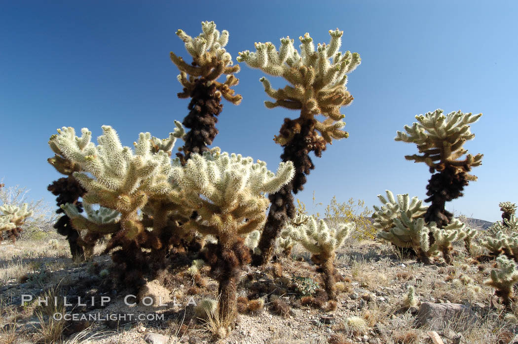 A small forest of Teddy-Bear chollas is found in Joshua Tree National Park. Although this plant carries a lighthearted name, its armorment is most serious. California, USA, Opuntia bigelovii, natural history stock photograph, photo id 09127
