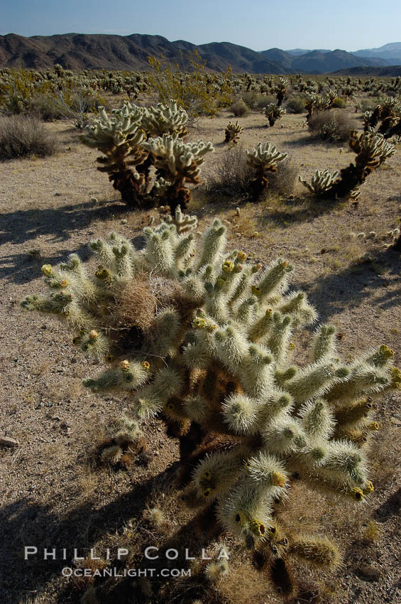A small forest of Teddy-Bear chollas is found in Joshua Tree National Park. Although this plant carries a lighthearted name, its armorment is most serious. California, USA, Opuntia bigelovii, natural history stock photograph, photo id 09139