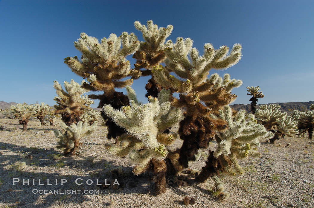 A small forest of Teddy-Bear chollas is found in Joshua Tree National Park. Although this plant carries a lighthearted name, its armorment is most serious. California, USA, Opuntia bigelovii, natural history stock photograph, photo id 09125