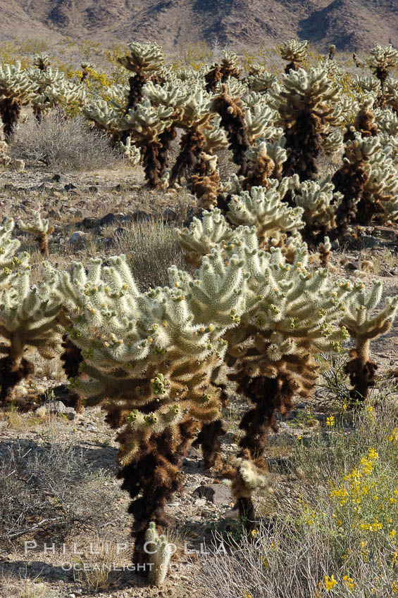 A small forest of Teddy-Bear chollas is found in Joshua Tree National Park. Although this plant carries a lighthearted name, its armorment is most serious. California, USA, Opuntia bigelovii, natural history stock photograph, photo id 09129