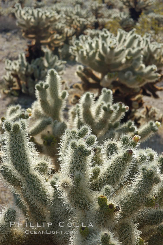 The Teddy-Bear chollas dense array of spines is clearly apparent. Joshua Tree National Park, California, USA, Opuntia bigelovii, natural history stock photograph, photo id 09133