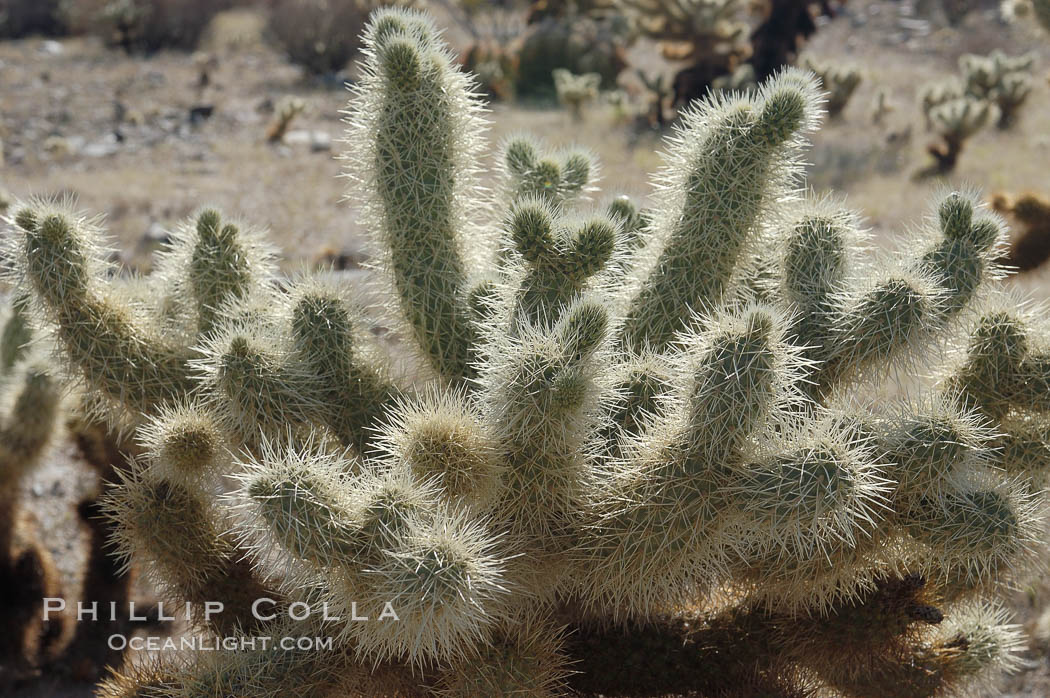 The Teddy-Bear chollas dense array of spines is clearly apparent. Joshua Tree National Park, California, USA, Opuntia bigelovii, natural history stock photograph, photo id 09137
