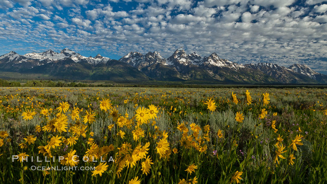 Teton Range and Antelope Flat wildflowers, sunrise, clouds. Grand Teton National Park, Wyoming, USA, natural history stock photograph, photo id 26916