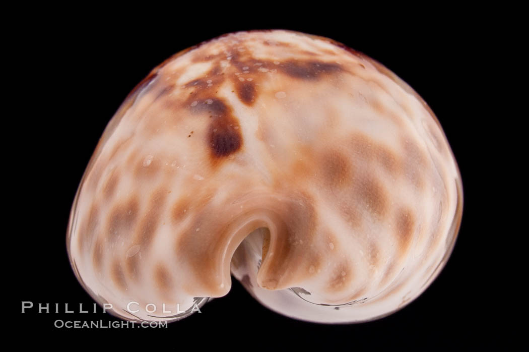 Teulere's Cowrie., Cypraea teulerei, natural history stock photograph, photo id 08332