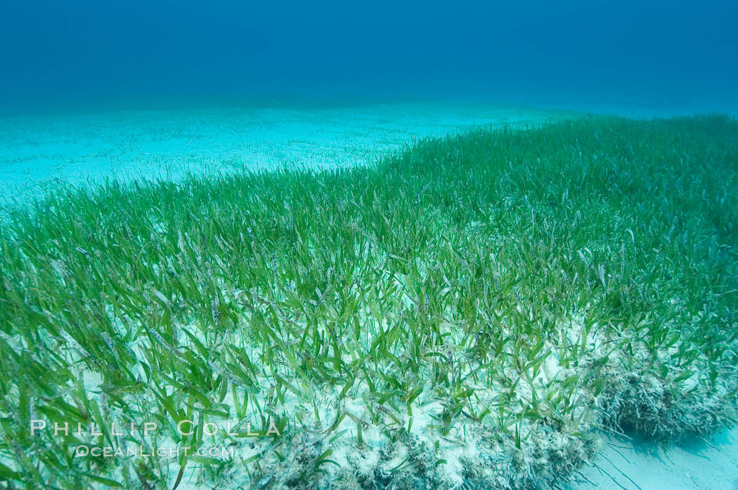 Turtle grass is the most common seagrass in the Caribbean, typically growing on sandy and coral rubble bottoms to a depth of 30 feet. Great Isaac Island, Bahamas, Thalassia testudinum, natural history stock photograph, photo id 10856