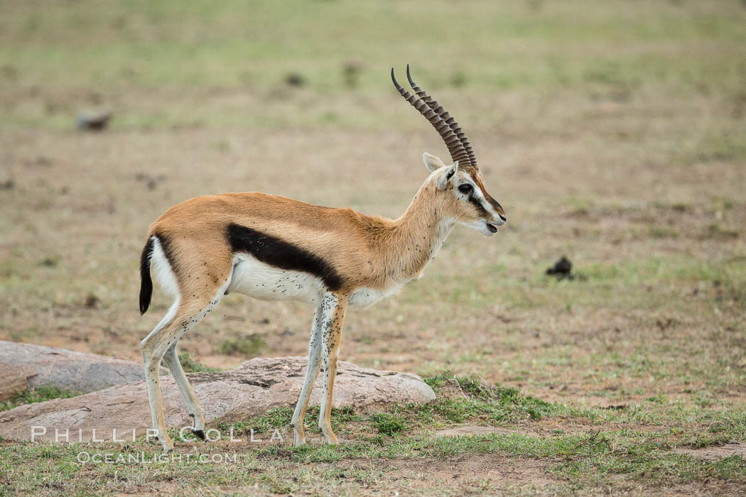 Thompson's gazelle, Maasai Mara, Kenya. Olare Orok Conservancy, Eudorcas thomsonii, natural history stock photograph, photo id 29994