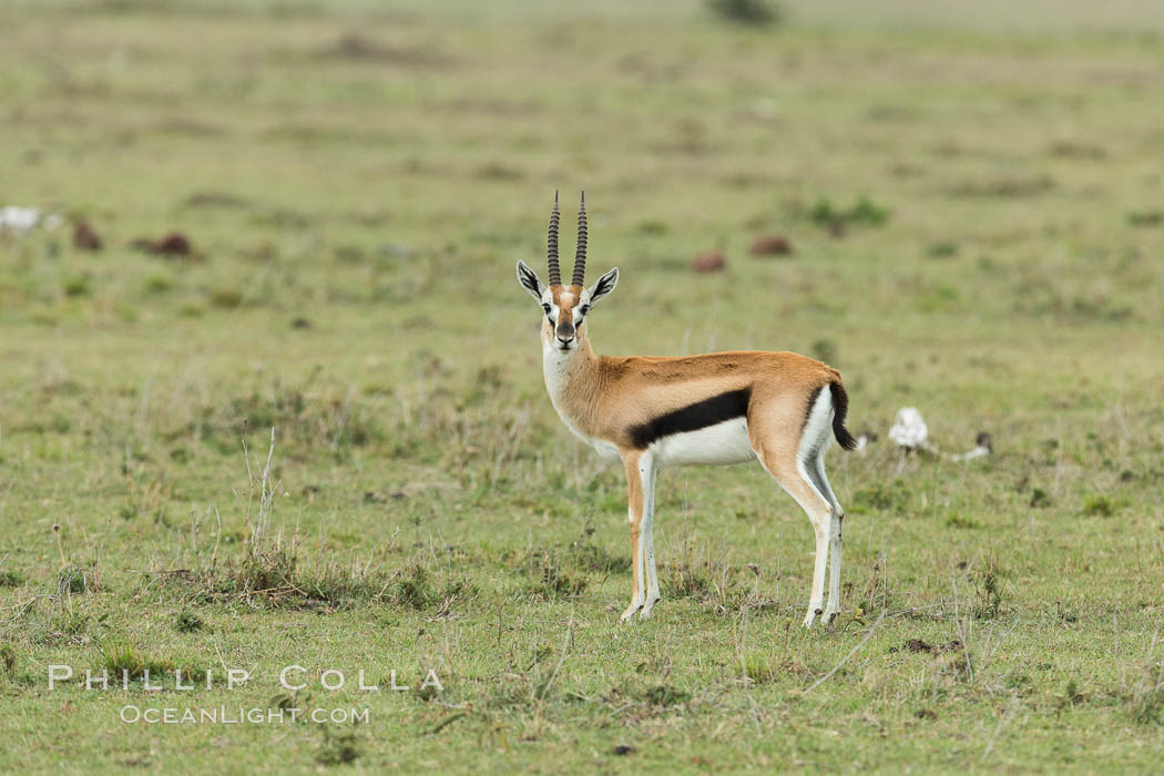 Thompson's gazelle, Maasai Mara, Kenya. Olare Orok Conservancy, Eudorcas thomsonii, natural history stock photograph, photo id 30048
