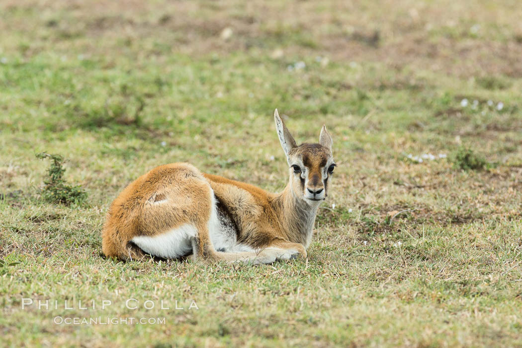 Thompson's gazelle, Maasai Mara, Kenya. Olare Orok Conservancy, Eudorcas thomsonii, natural history stock photograph, photo id 30049
