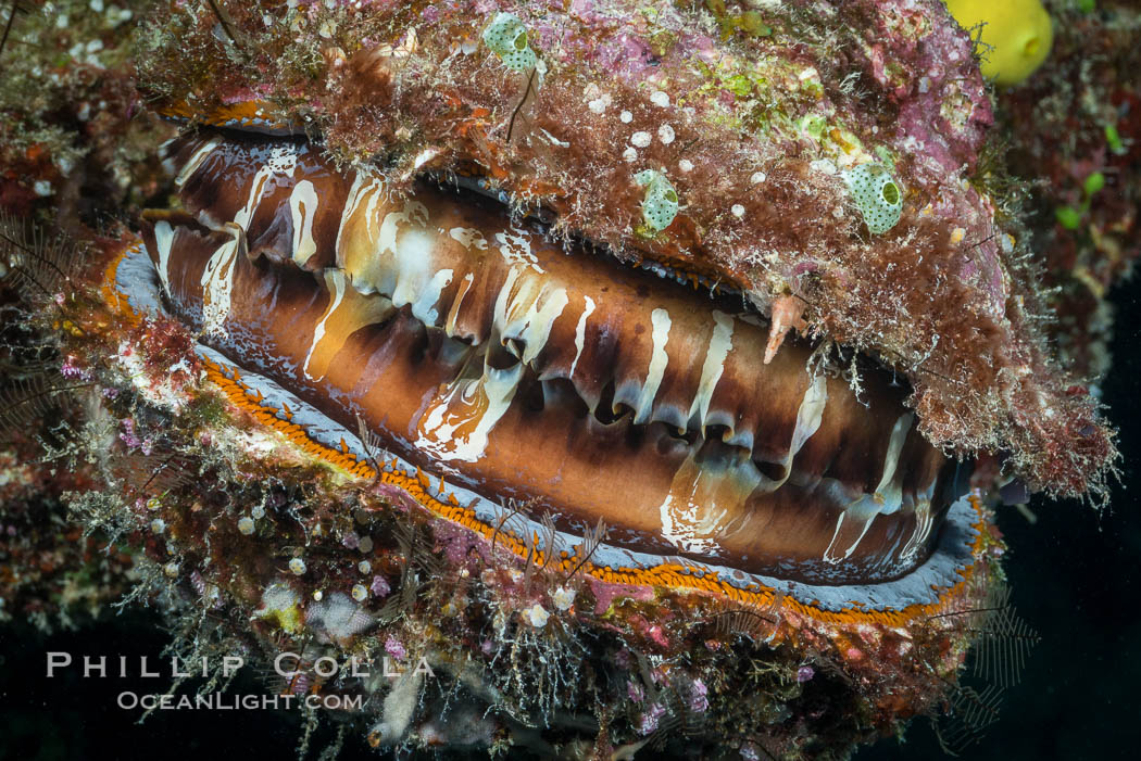 Thorny Oyster, Spondylus varians, Fiji. Makogai Island, Lomaiviti Archipelago, natural history stock photograph, photo id 31449