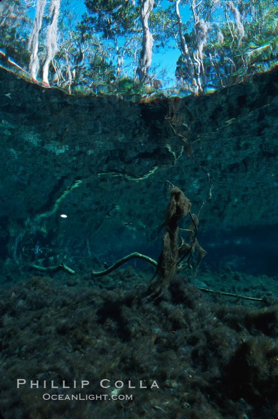 Three Sisters Springs. Crystal River, Florida, USA, natural history stock photograph, photo id 02671