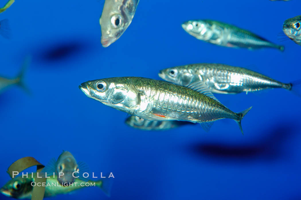 The three-spined stickleback is found in freshwater, brackish and marine waters., Gasterosteus aculeatus, natural history stock photograph, photo id 10287