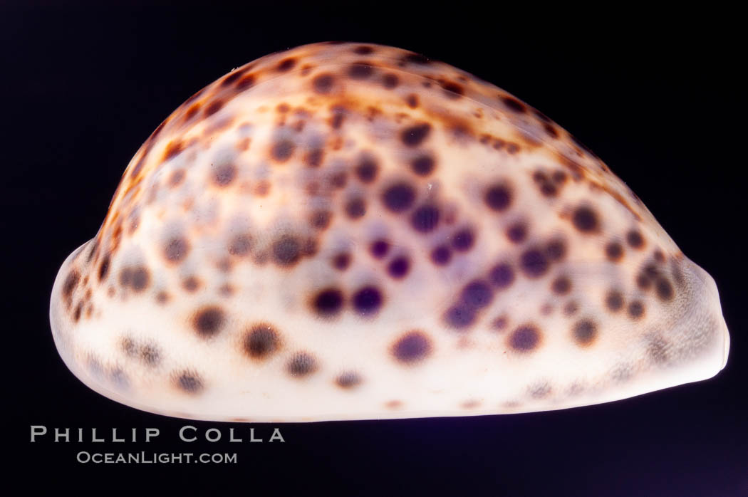 Tiger Cowrie., Cypraea tigris, natural history stock photograph, photo id 08007