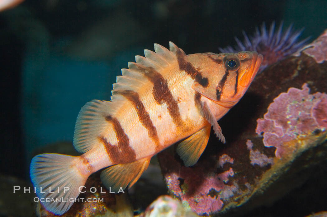 Tiger rockfish (juvenile)., Sebastes nigrocinctus, natural history stock photograph, photo id 13682