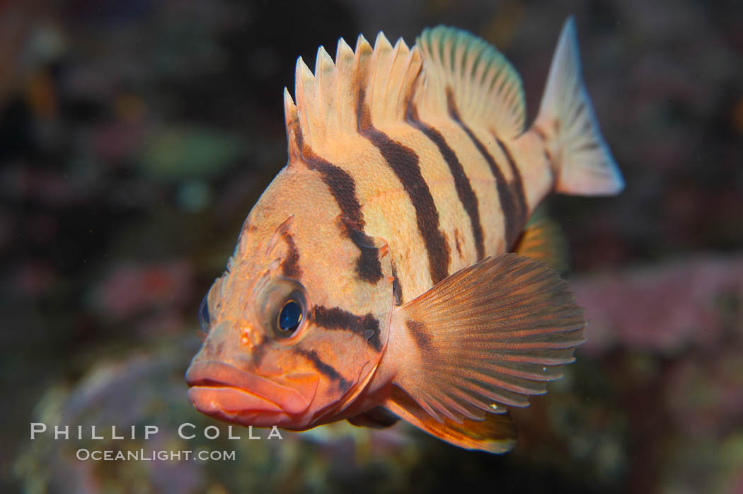 Tiger rockfish (juvenile)., Sebastes nigrocinctus, natural history stock photograph, photo id 13680