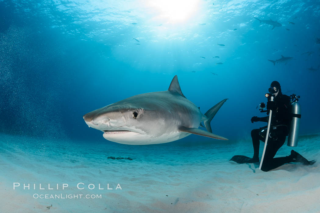 Tiger shark and SCUBA diver. Bahamas, Galeocerdo cuvier, natural history stock photograph, photo id 31908